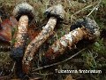 Tulostoma fimbriatum-amf1915-1
